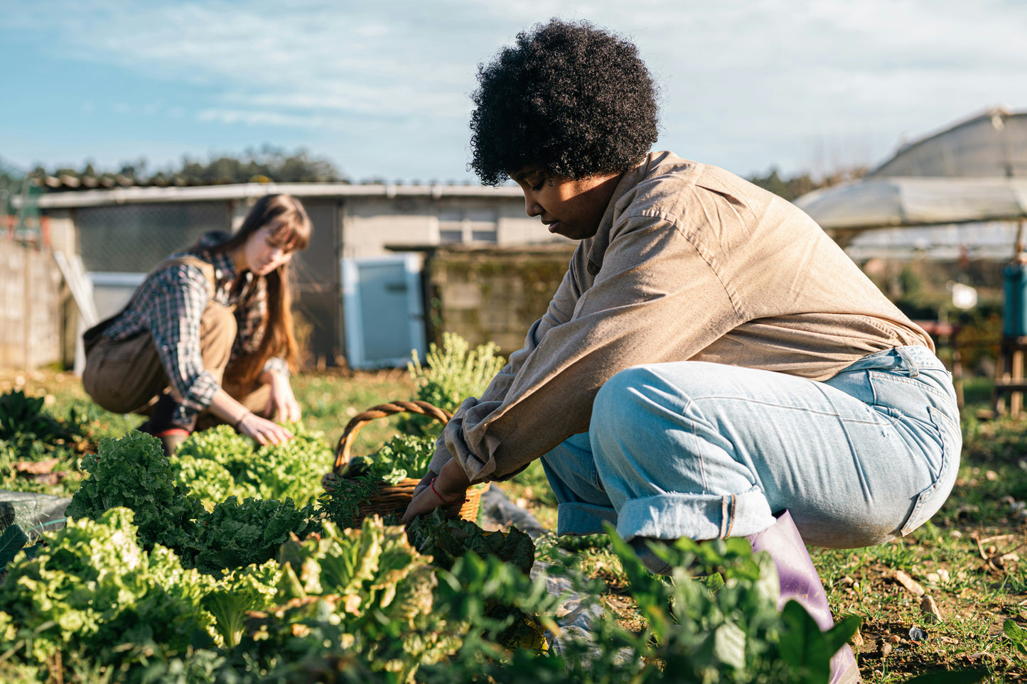 Farmers working in a vegetable field. 